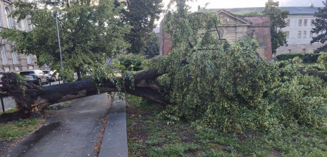 Vzrostlý strom spadl přímo na chodník | © Městská policie Olomouc