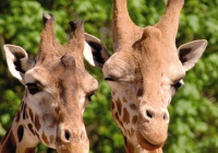 Olomouc Zoo