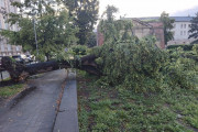 Vzrostlý strom spadl přímo na chodník