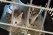 Kočičí sourozenci skončili na veterině