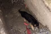 Pes spadl do výkopu, ven mu pomohli strážníci