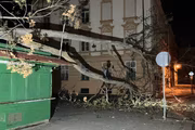 Vzrostlý strom skončil na prodejním stánku