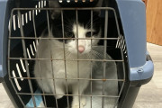 Kočka se schovávala pod policejním autem