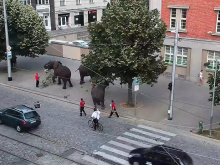Sloni v centru města | © Městská policie Olomouc