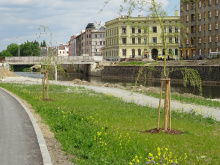 Dokončená část nábřeží v Olomouci začala sloužit lidem | Foto: Ing. Ludmila Žaláková