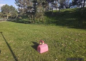 Nechtěná kočka skončila u základky | © Městská policie Olomouc