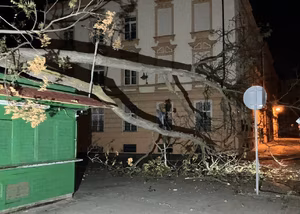 Vzrostlý strom skončil na prodejním stánku | © Městská policie OIomouc