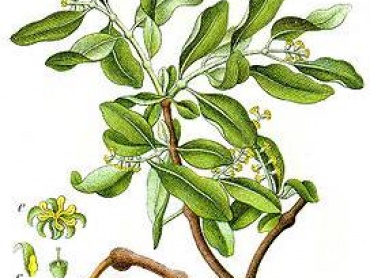 Ochmet evropský (Loranthus europaeus Jacq.) – „dubové jmelí“.